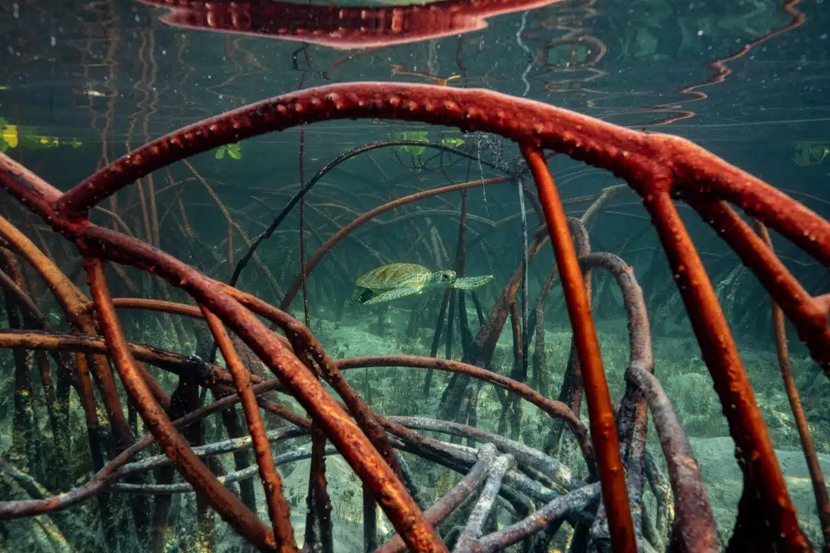 Mangrove roots in the Bahamas