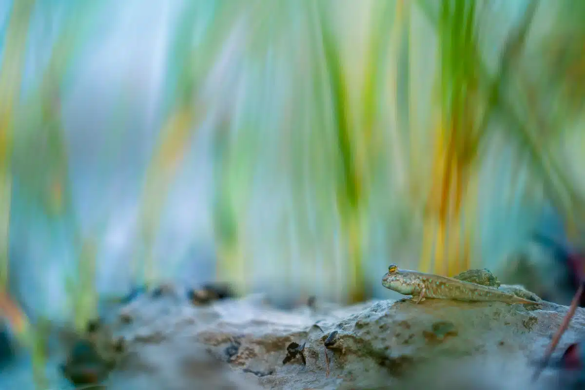 Mudskipper in a mangrove