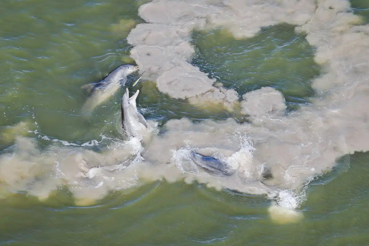 Bottlenose dolphin during mud-ring feeding