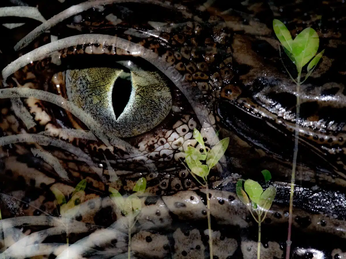 Crocodile eye in a mangrove at night