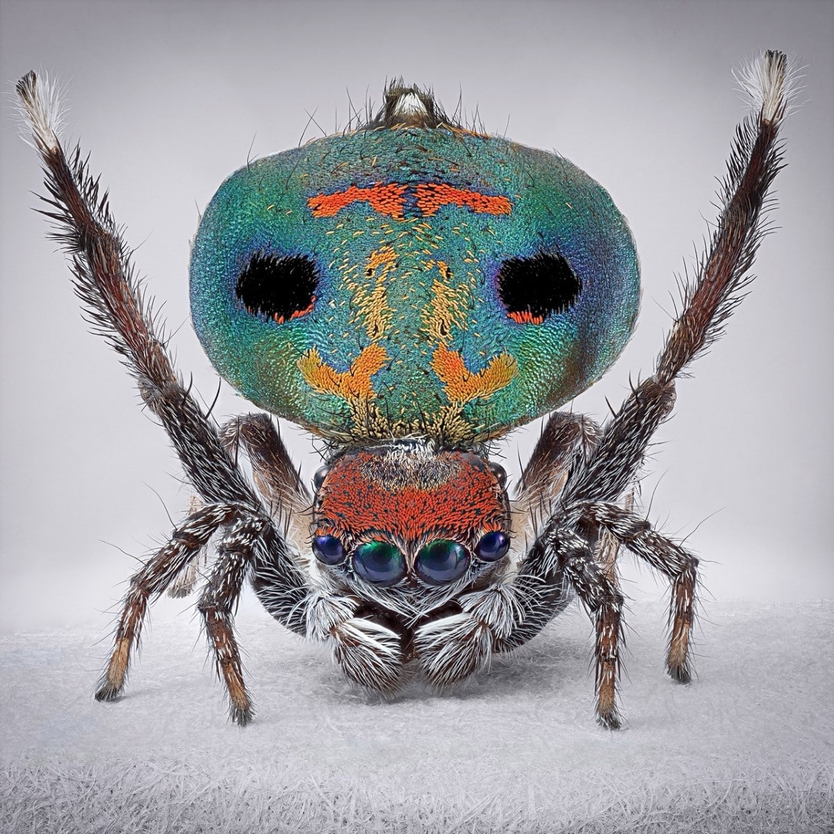 Peacock spider