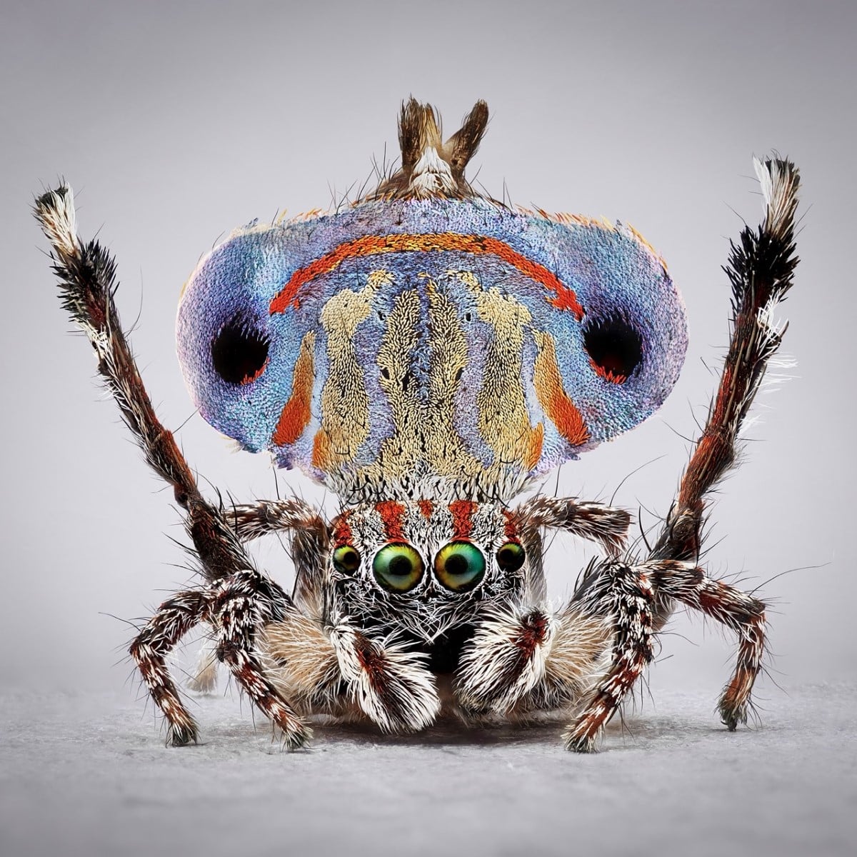 Peacock spider