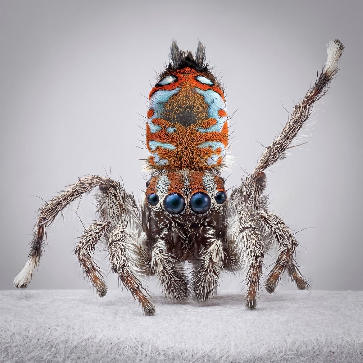 Peacock spider