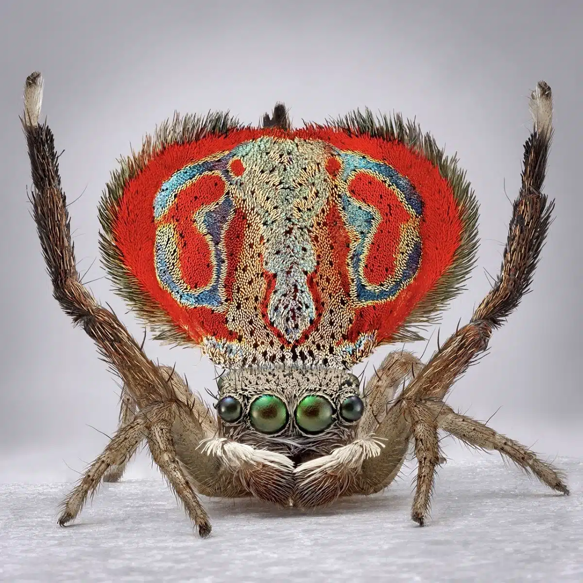 Peacock spider