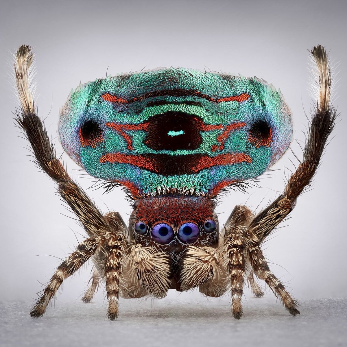 Peacock spider