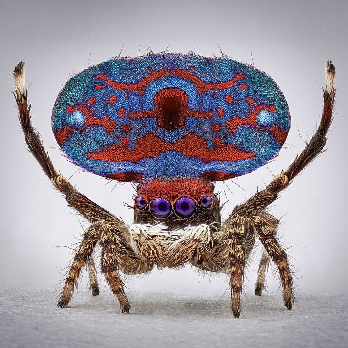 Peacock spider