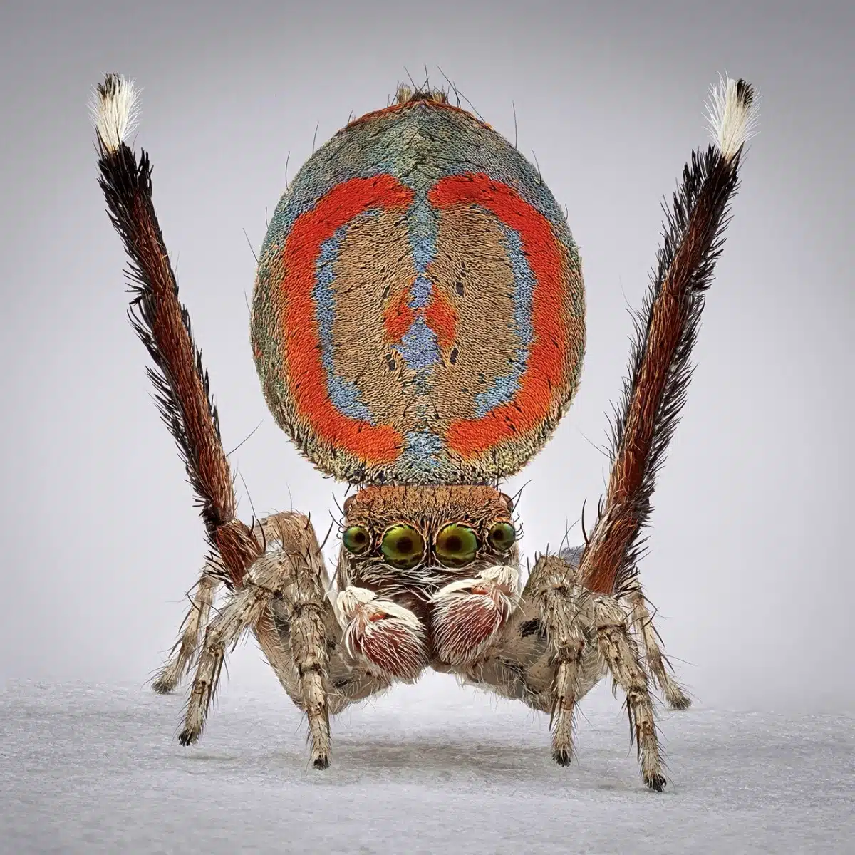 Peacock spider