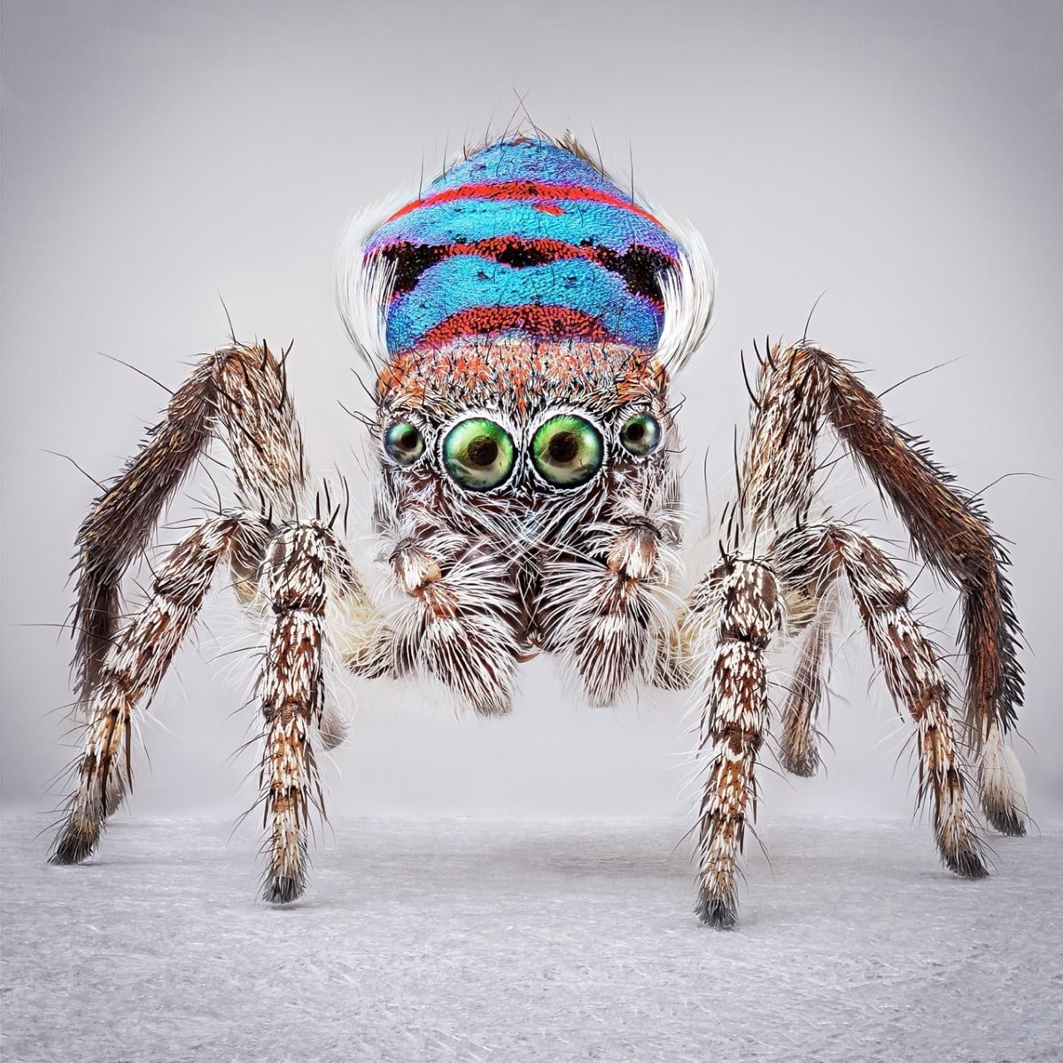 Peacock spider