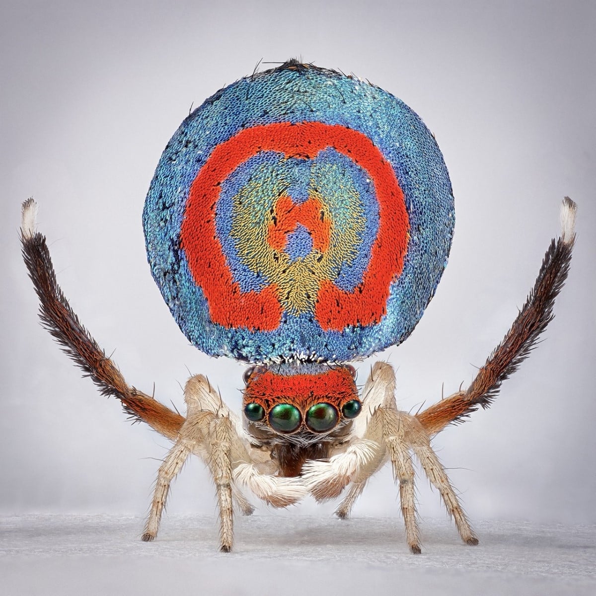 Peacock spider