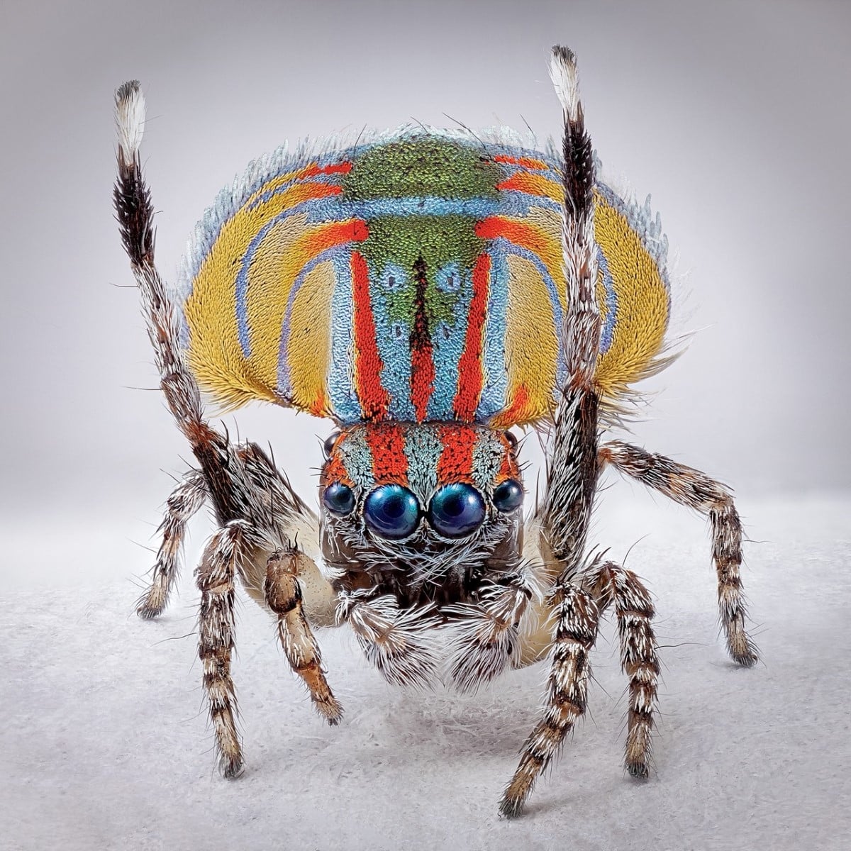 Peacock spider