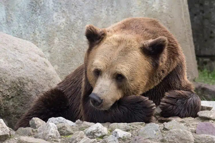 Brown bear lying down