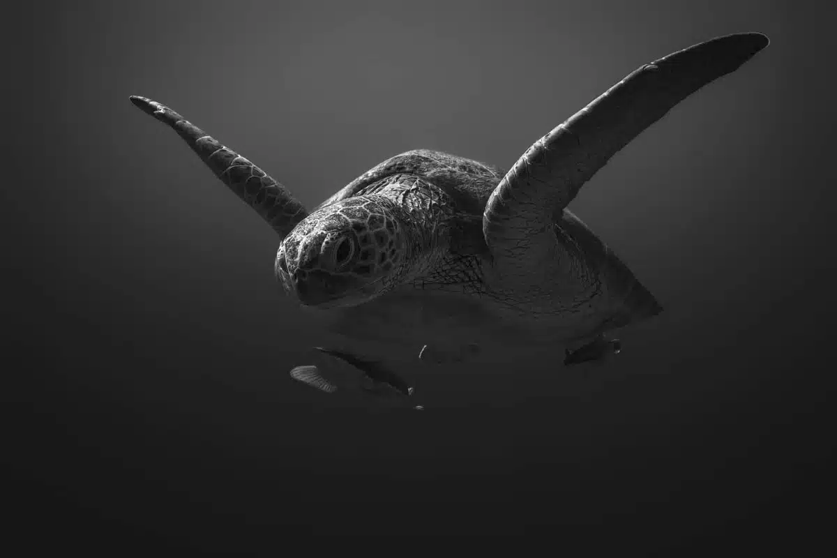 Black and white portrait of a sea turtle swimming underwater