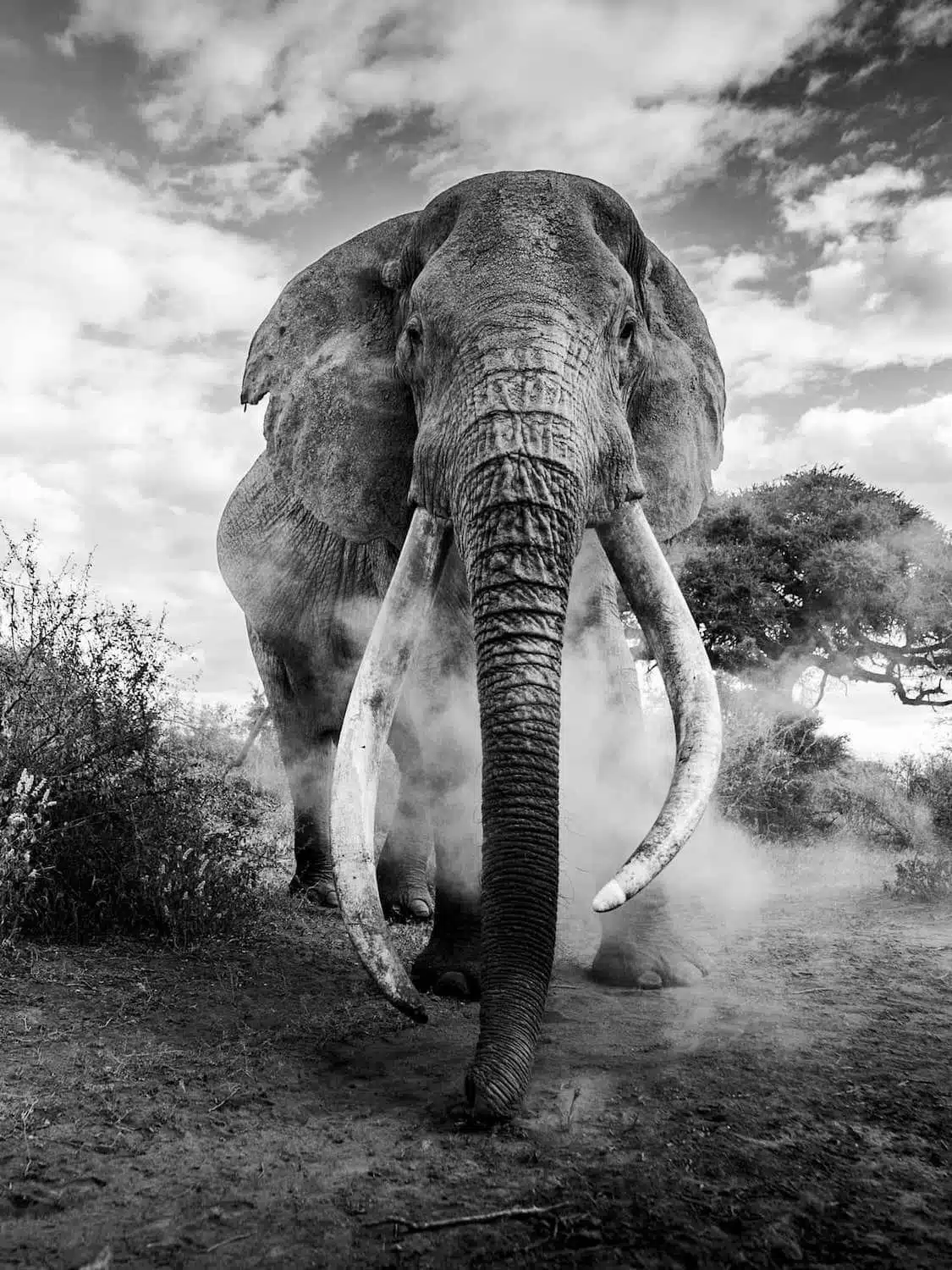 Black and white portrait of an elephant