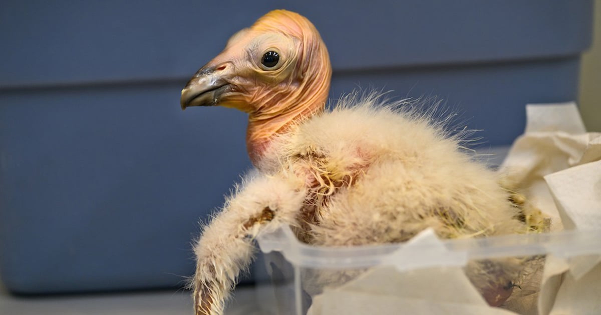 Record-Breaking 17 Endangered California Condor Chicks Born at LA Zoo This Year