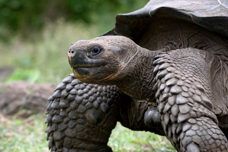 Close Up Photo Of Galapagos Giant Tortoise On Grass