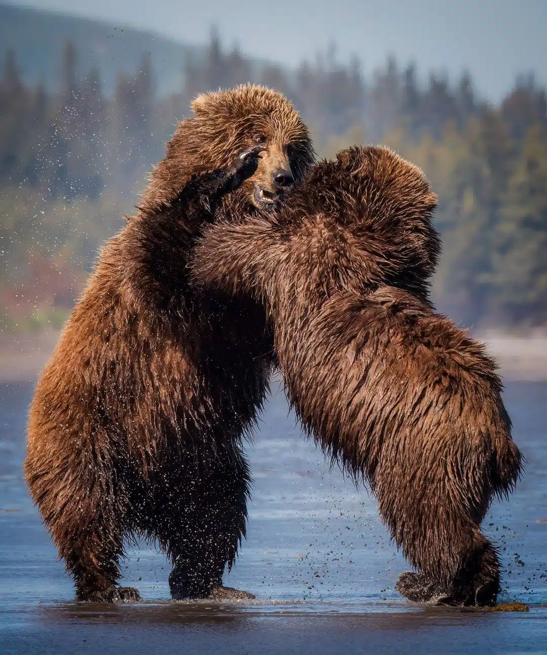 Grizzly bear photos by Joe Moreno