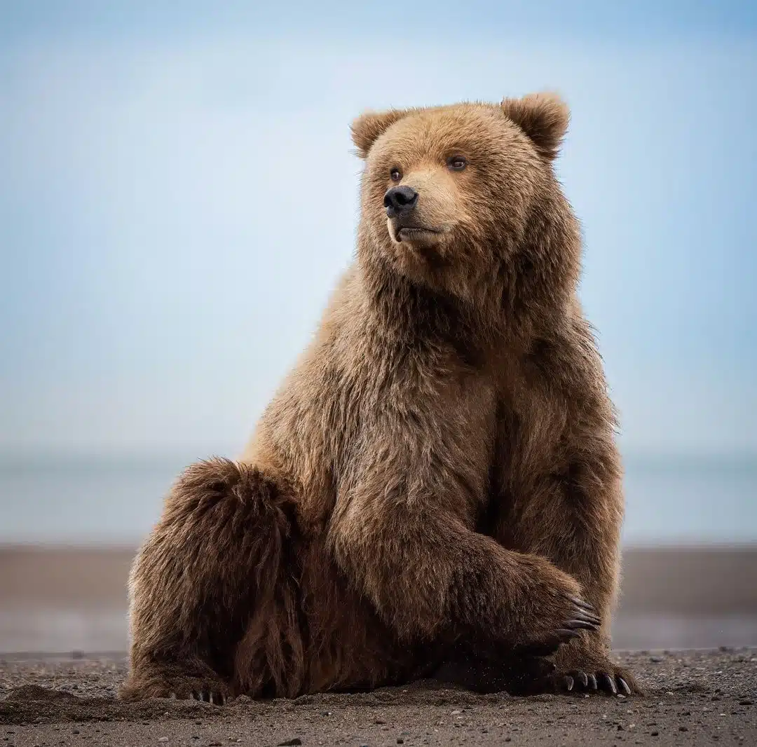 Grizzly bear photos by Joe Moreno