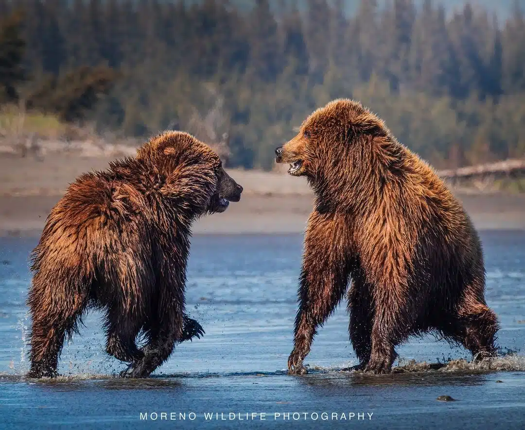 Grizzly bear photos by Joe Moreno