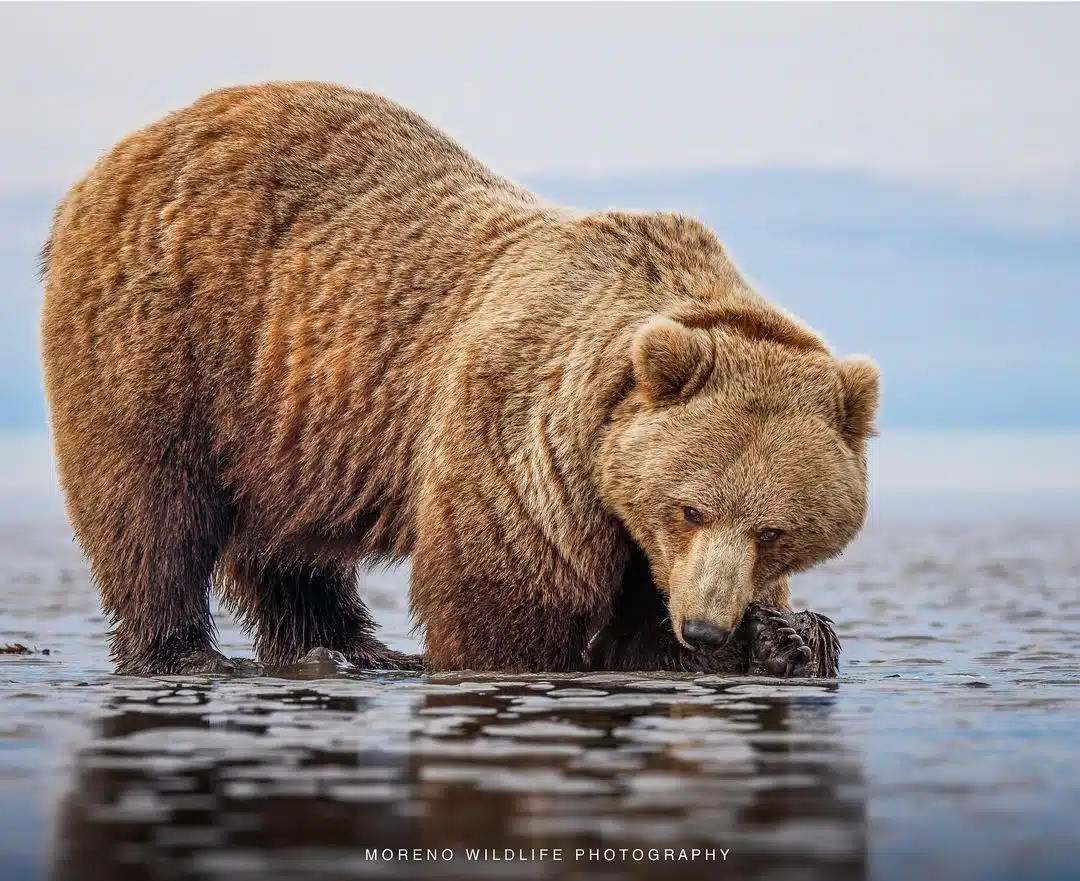 Grizzly bear photos by Joe Moreno