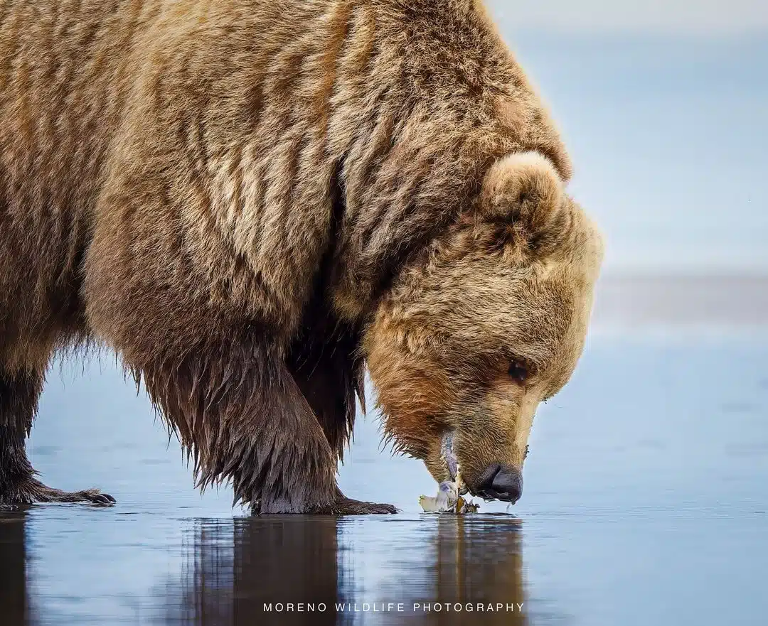 Grizzly bear photos by Joe Moreno