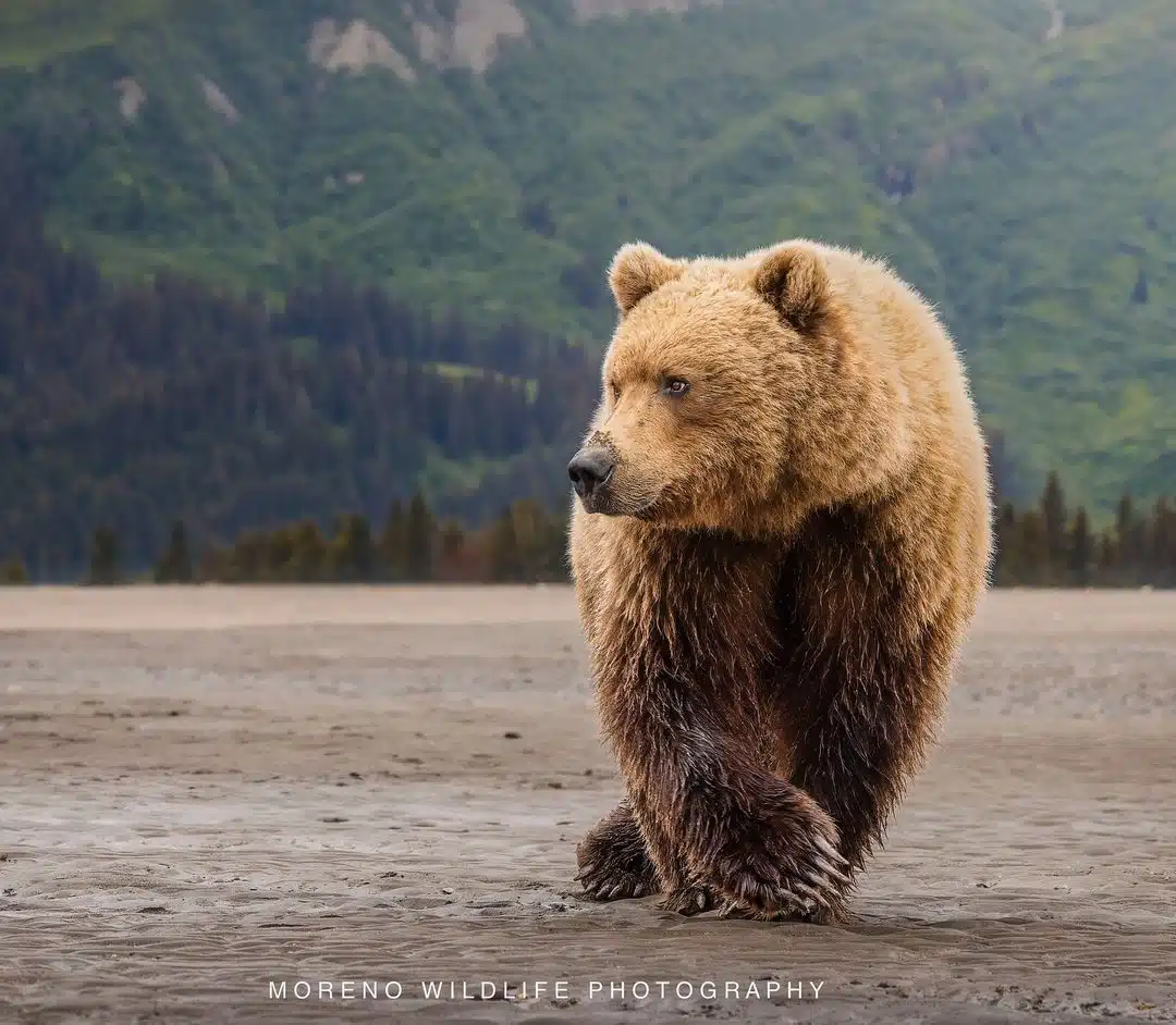 Grizzly bear photos by Joe Moreno