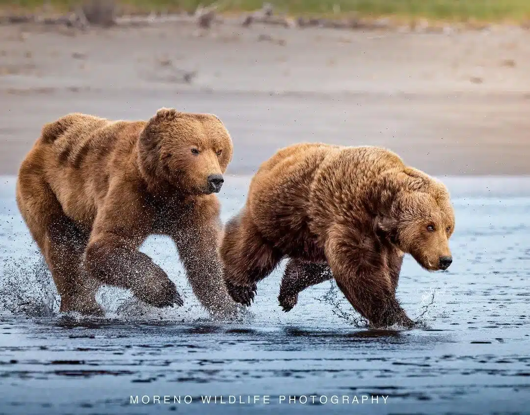 Grizzly bear photos by Joe Moreno