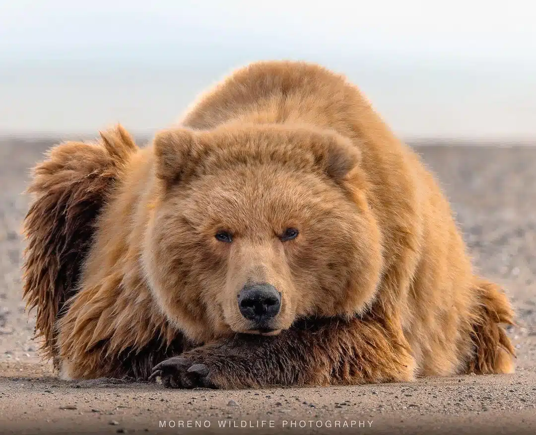 Grizzly bear photos by Joe Moreno