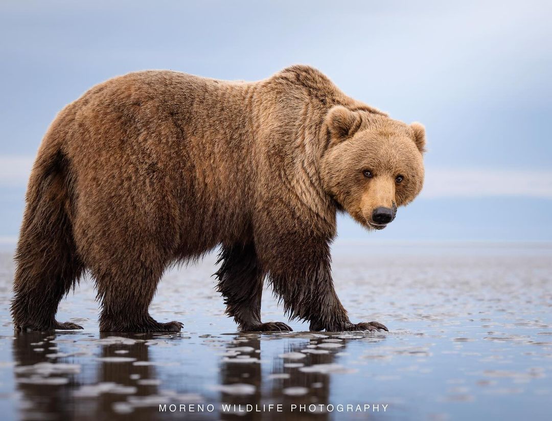 Grizzly bear photos by Joe Moreno