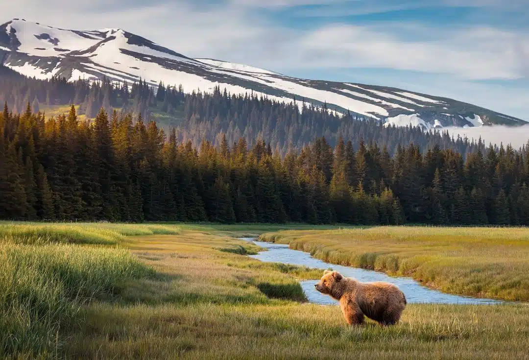 Grizzly bear photos by Joe Moreno