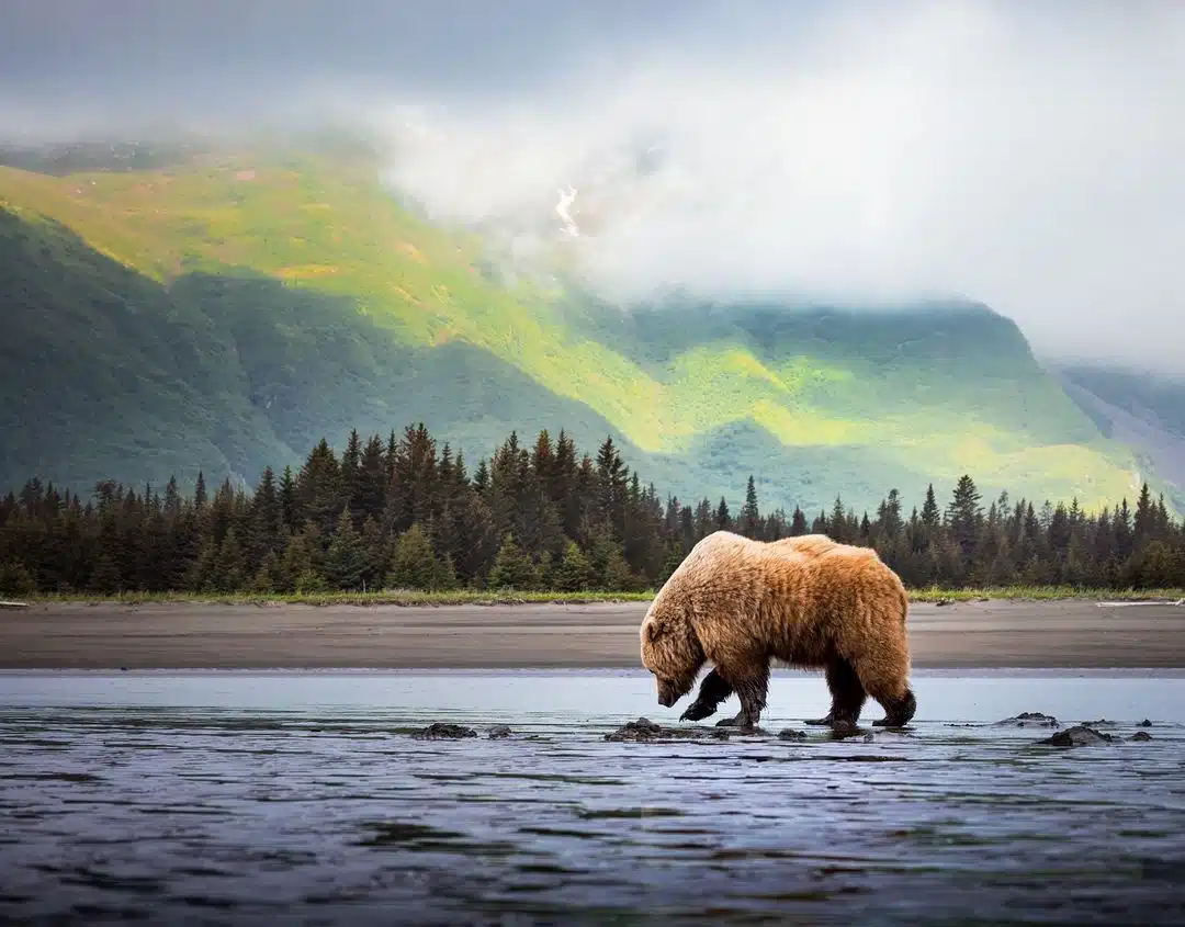 Grizzly bear photos by Joe Moreno