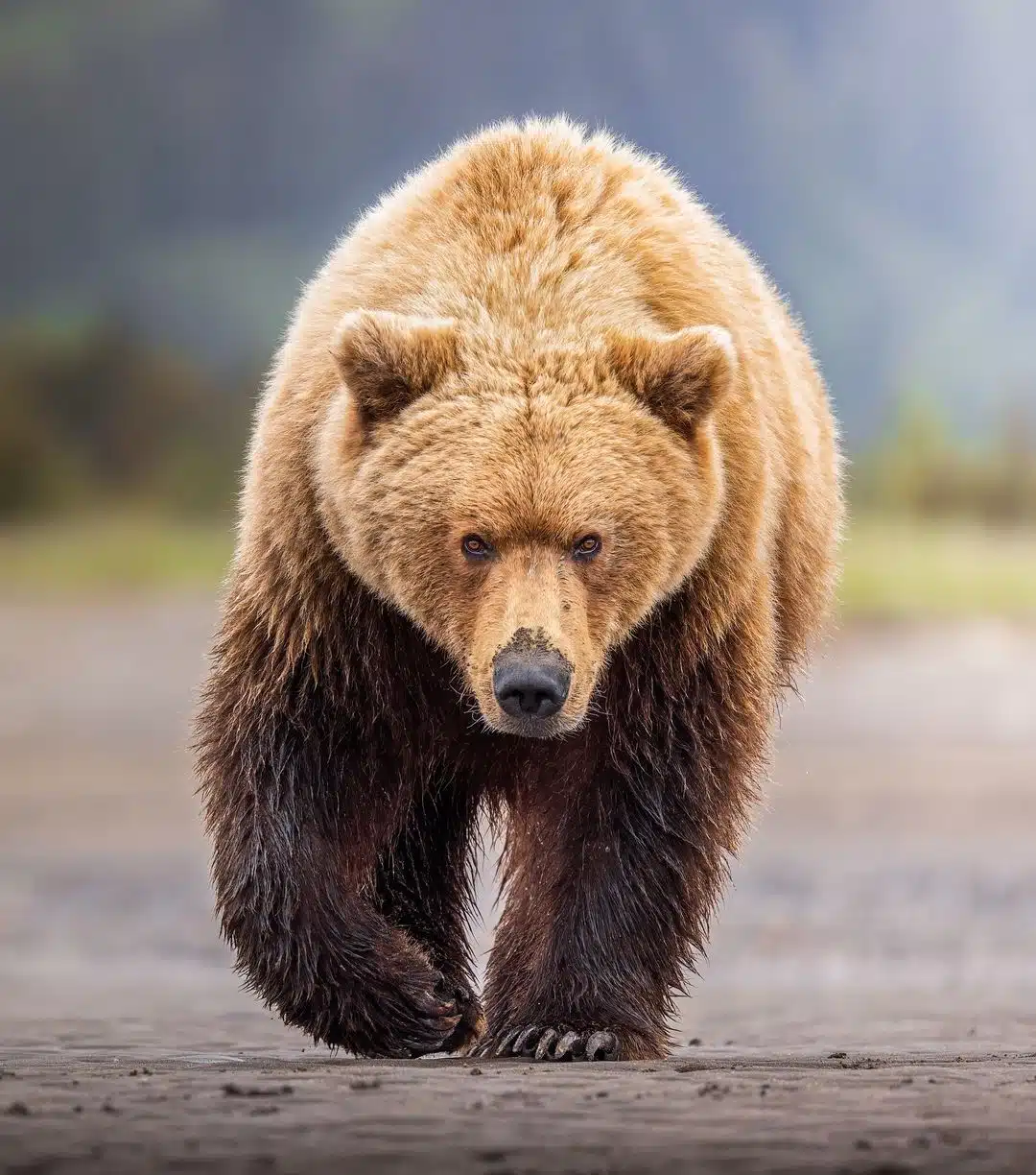 Grizzly bear photos by Joe Moreno