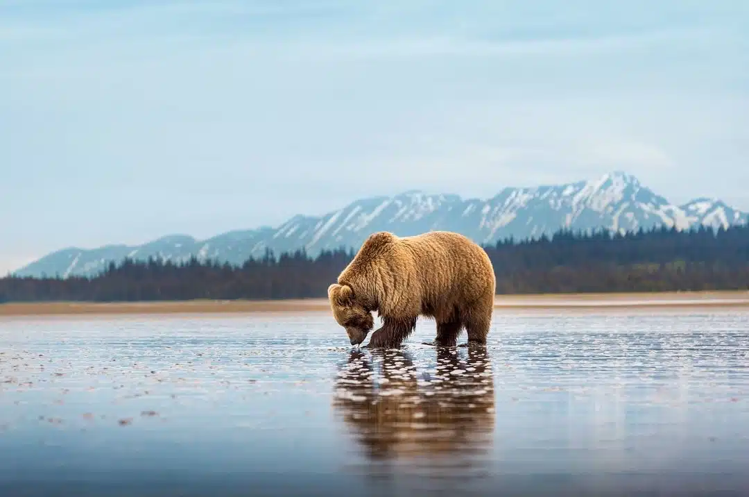 Grizzly bear photos by Joe Moreno