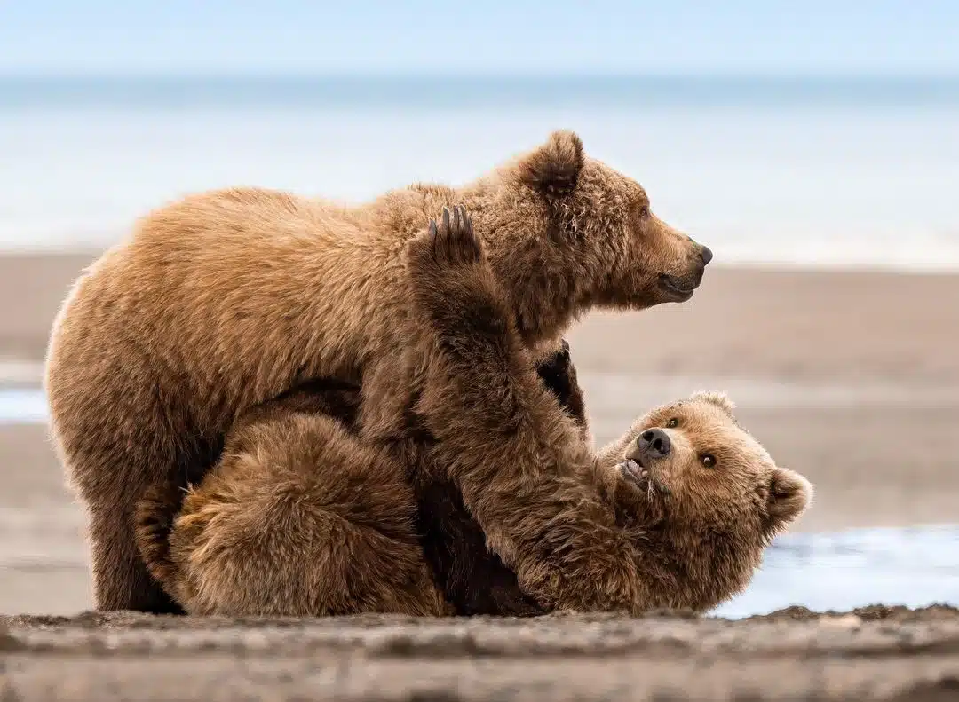 Grizzly bear photos by Joe Moreno