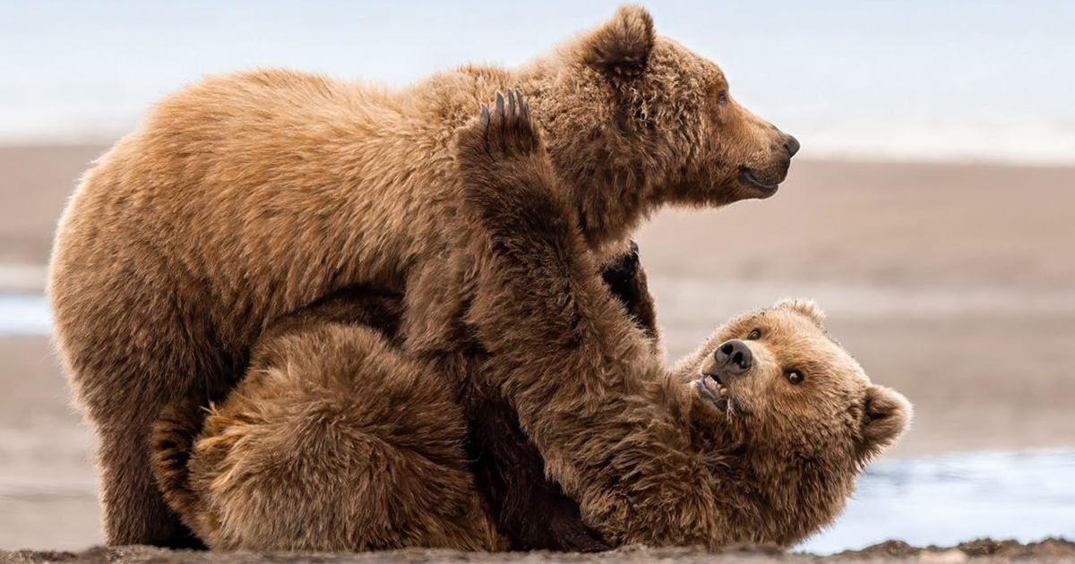 Breathtaking photos capture the life of grizzly bears in Alaska