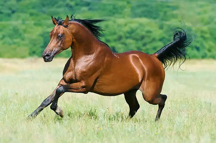 Horses Are Strategic Creatures, New Research Shows