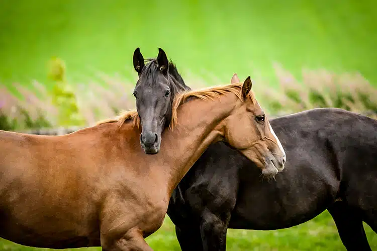 Horses Are Strategic Creatures, New Research Shows