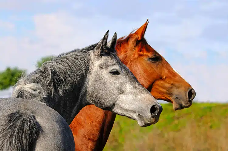 Horses Are Strategic Creatures, New Research Shows