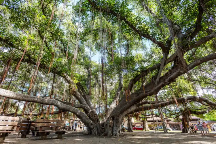 Lahaina Banyan tree