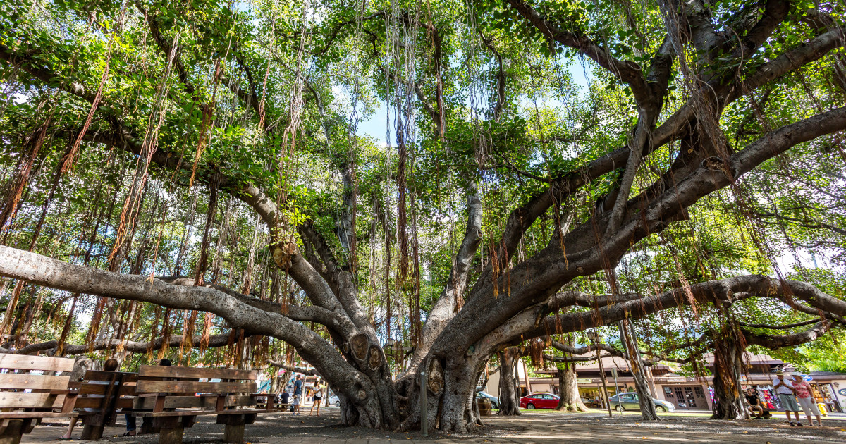 This is how the banyan tree of Lahaina is doing one year later