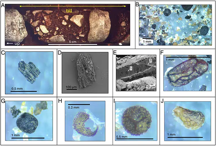 macrofossils 