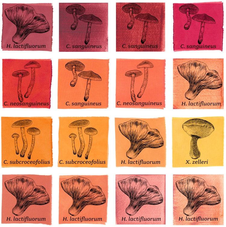 Mushroom color atlas