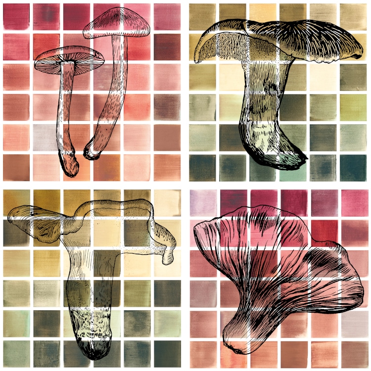 Mushroom color atlas