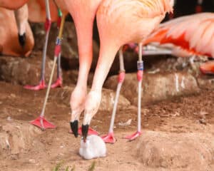 Same-Sex Couple of Flamingos Successfully Hatch Chick