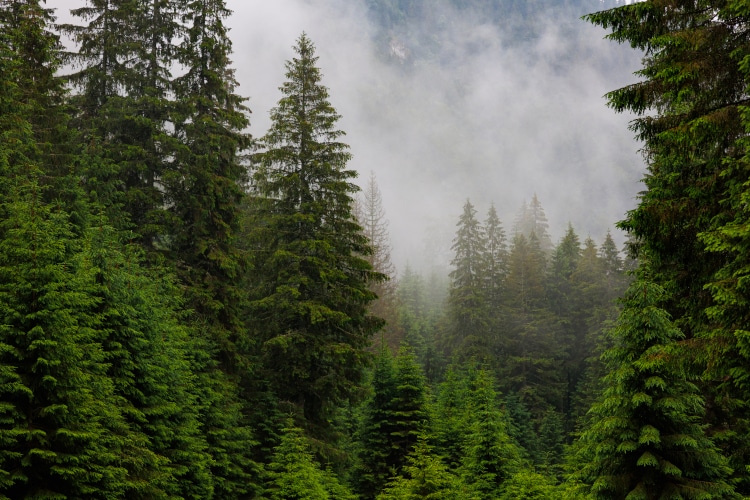 Dramatic picturesque fog in pine forest on mountain slopes. Amazing landscape with misty dark mountain pines in autumn. Footage of spruce forests on the mountain hills on a foggy day