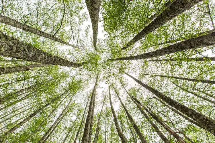 Forest summer landscape, summer forest treetops on blue sky background, summer forest trees at sunset, summer forest nature, summer forest trees, summer forest season, summer forest landscape