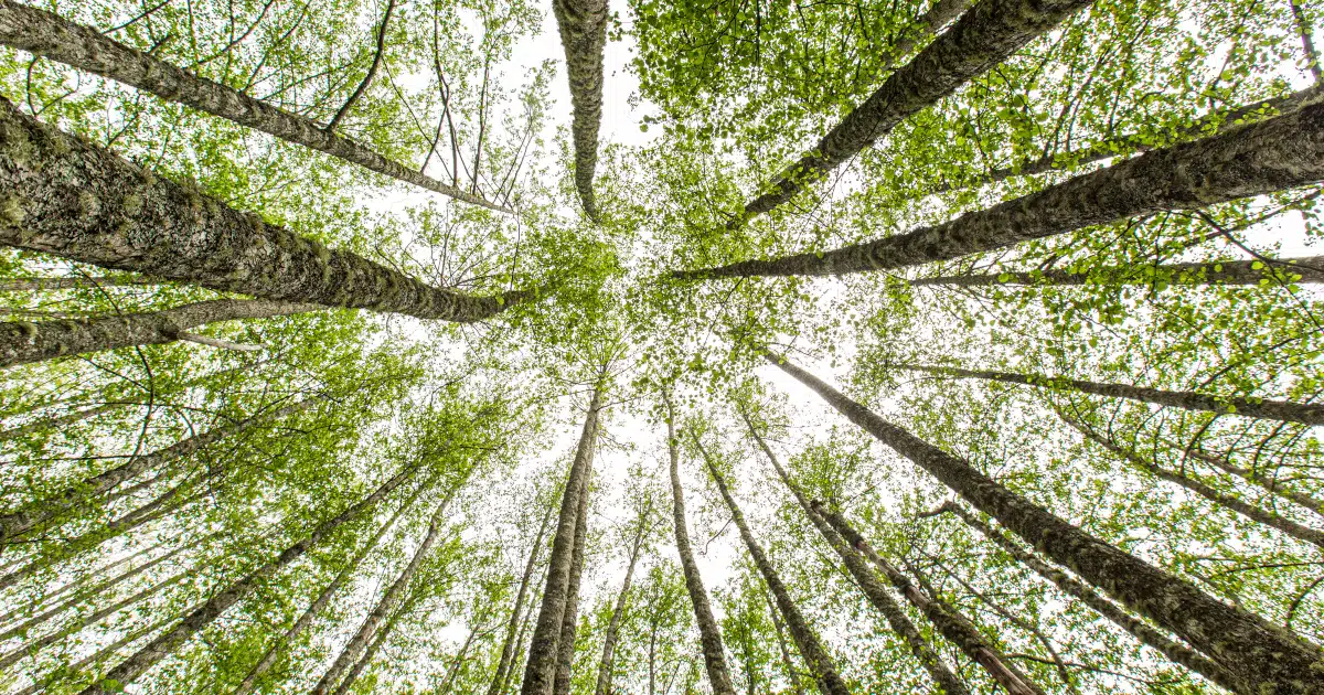 Trees hold their breath during forest fires to avoid smoke damage