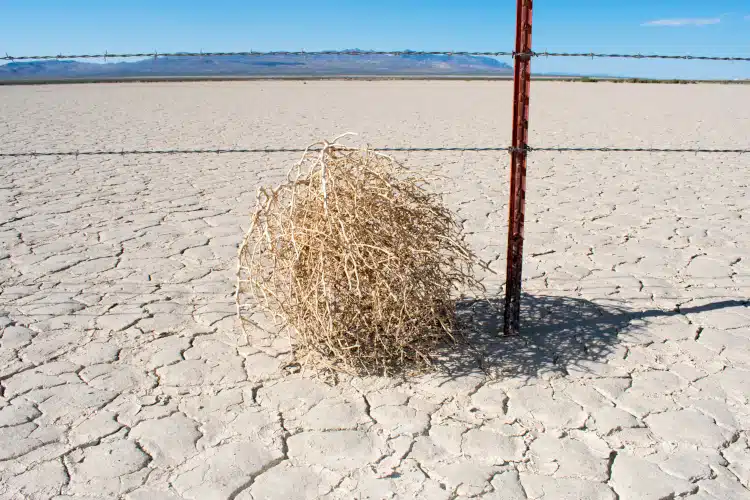 Tumbleweed on the beach