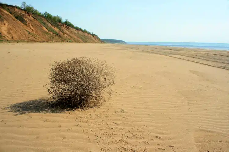 Tumbleweed on the beach