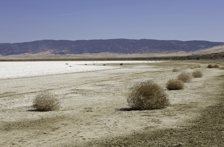 Tumbleweed on the beach