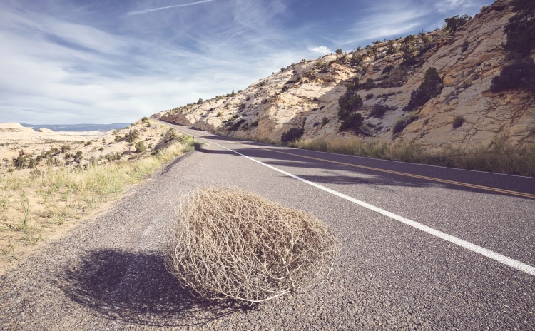 Tumbleweed on the beach